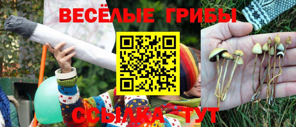 Псилоцибиновые грибы Psilocybe Александров