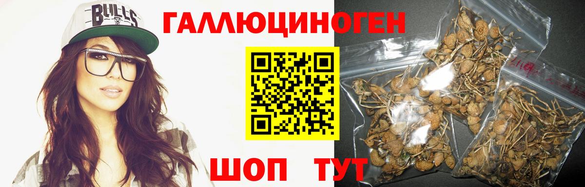 Псилоцибиновые грибы Psilocybe  как найти   Александров  Псилоцибиновые грибы MAGIC MUSHROOMS  Вход с VPN 